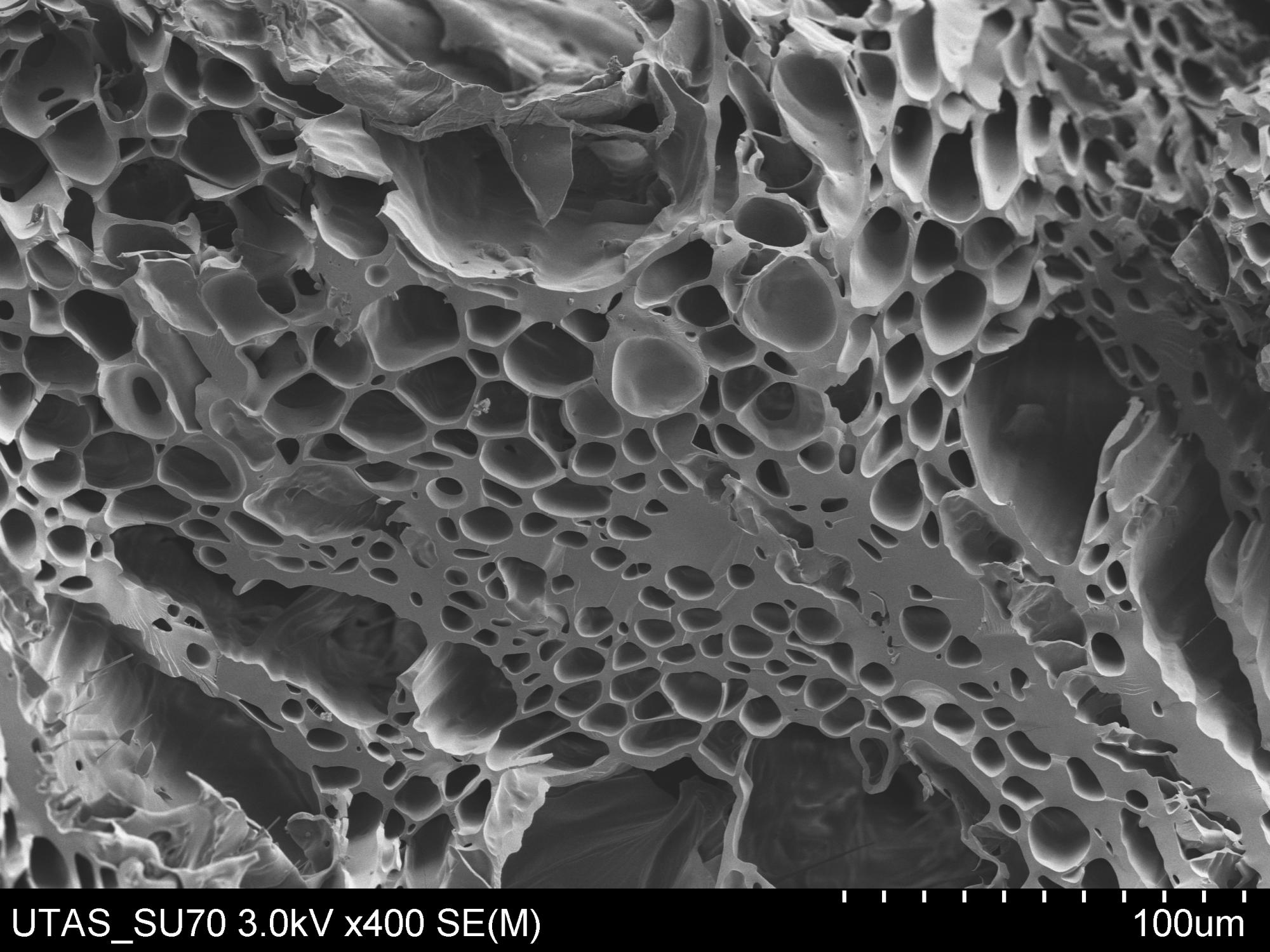 Jocelyn biochar electron microscope images 1